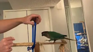 Green Cheek Conure Harness Training - Pt.1