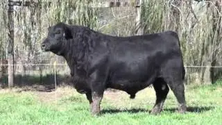 Toros Pedigree Angus (Negros y Colorados) y P. Hereford.