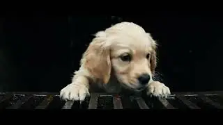 Kid Saves An Golden Retriver From A Suage