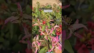 Paper Flower Thailand Variety #paperflower #garden #plant #2026