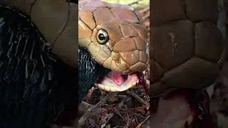 Animal wildlife | Bush vipers snake breathing while eating