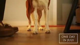 One Day In July | Holiday Dog Biscuits TV Ad
