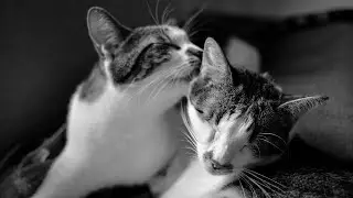 Solving Litter Box Avoidance: Tips for Cat Owners