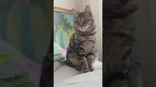 Курильский бобтейл #курильскийбобтейл #kurilianbobteil #cute #cat #animals