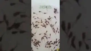 Learn fish breeding and earn from Home #farming #breeding #innovative business idea #catfish
