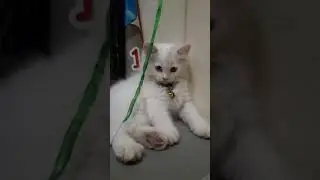 Kucing lucu(laory)