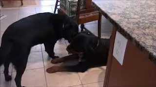 Dogs jaw jacking