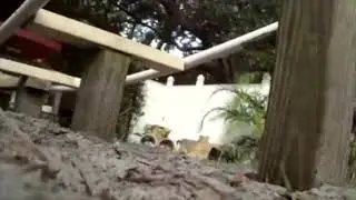 Backyard roller coaster flashback - Made by Jason Esquinaldo