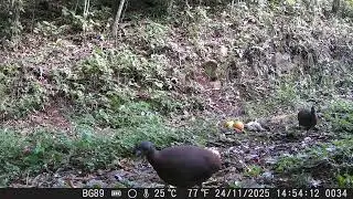 Inhambu Choror&oacute; Comendo Sementes 