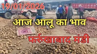 19/01/2026 आज आलू का भाव फर्रुखाबाद मंडी potato rate today farrukhabad Mandi