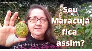 MARACUJÁ FICA MURCHO? O QUE CAUSA E O QUE FAZER???