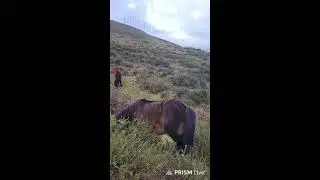 Horses on the mountains of Asturias