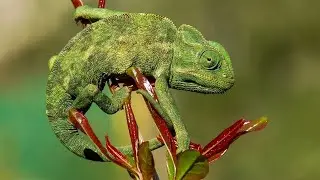 Reptile Care 2025: Keep Snakes, Lizards & Turtles Healthy | Ultimate Beginner & Expert Guide!