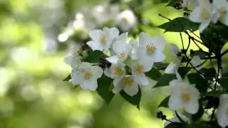 Footage Background 'Jasmine flower'