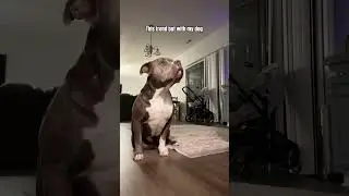 This trend but with my dog 😄 #americanbully #bullybreeds #doglove #funnydog #dogparents