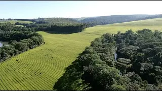 Fly Fishing in Kenya's Mau Forest and Tea Plantations - 4K