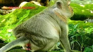Tima belly look big, Old monkey Tima also nearly give birth, Tima will give birth soon