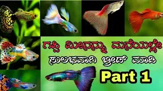 Guppies breeding part1 | How to breed guppies at home in easy way