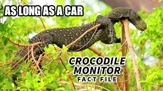 Crocodile Monitor Facts: LONGEST living LIZARD 🦎 Animal Fact Files
