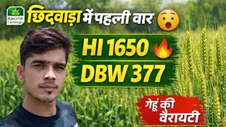 पहली बार लगा HI 1650 और DBW 377 गेहूं | पूरी जानकारी 