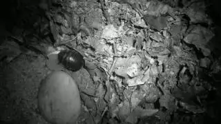 7 nights of Polyphaga saussurei activity in a time lapse