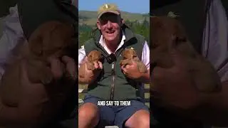 Which Dog Gender Is Easier To Train!?