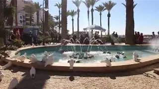 Benidorm - DOVE PARK - January 2019 ( parque de elche )