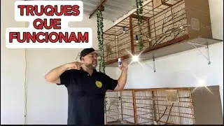 Apronte todas fêmea de papa-capim rápido em poucos dias “truques”