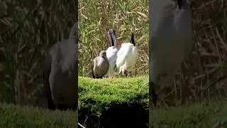 Hadeda ibis and Sacred Ibis (Skoorsteenvle&euml;r) with bird sounds #shorts