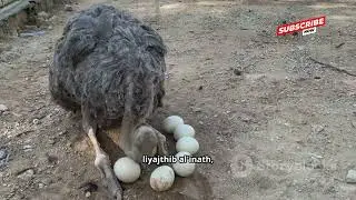 Ostrich Riding _ ركوب النعامة _  هيحصلك إيه لو بقيت نعامه يوم واحد#معلومات #اكسبلور