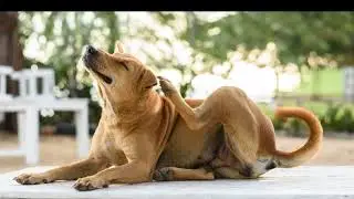 What pet owners need to know about season changes and allergies