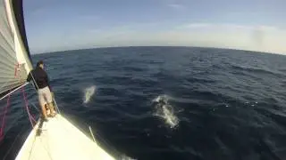 Pogo10.50  15.8kts  La Ciotat Lavrio