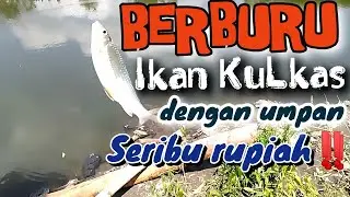 Berburu Ikan Lukas ( Wader Balap ) bermodalkan umpan murah meriah‼️#mancing #fishing #ikan