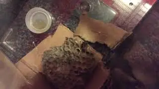 Polistes annularis queen on her nest