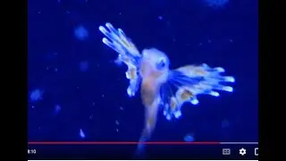 ALPHABET SEA & WATER ANIMALS (Part 30) EDUCATIONAL KIDS / Learn ENGLISH /