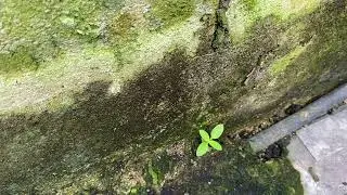 Closeup Shot of A Small Weed