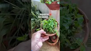 Never lose hope ❤️ #relatable #hangingplants #disaster #gardening #shorts