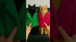 Cats Look Adorable in New Clothes 😻🐾 | Cute & Funny Cat Video