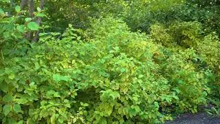 Cornus sanguinea - Bloodtwig Dogwood