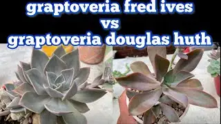 graptoveria fred ives vs graptoveria douglas huth
