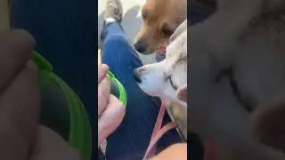 Cute Dog FOX & Ginger LIVE Good Dogs Morning Walk #dogwalklive #cutedogs #dogwalk