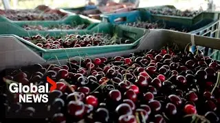 BC tree fruit growers in shock after co-op&rsquo;s sudden collapse