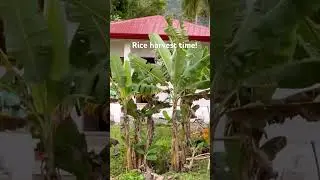 Rice harvest time & please subscribe my new channel #buhayprobinsya #farming #nature