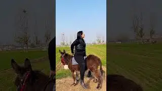 Pet donkey, mini donkey, donkey riding, donkey pulling cart, donkey scenic area!!