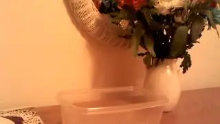 Soaking a Russian Tortoise
