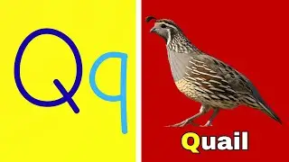 Q Vocabulary Words for Kids | Learn Letter Q with Pictures & Sounds | ABC Learning | #BEEQANKIDS