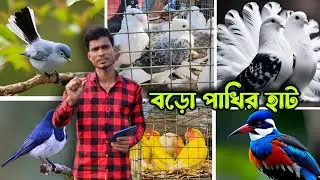 সব থেকে বড়পাখির হাট|Softkey Boro Pakira 🥳🥳🤠🥶