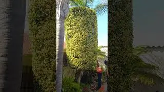#tree #treedom #bestplant #nature #amazingtree#besttree #construction #treelovers #bonsaicare#garden