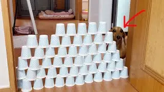 Dachshund's Paper Cup Challenge!!