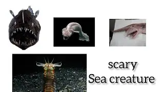 Strange sea creatures that you never seen